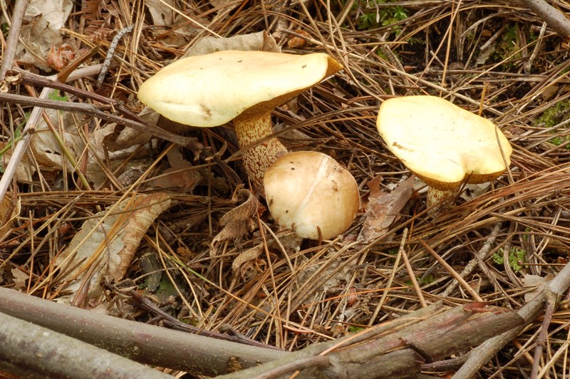 Passeggiata in pineta mista.